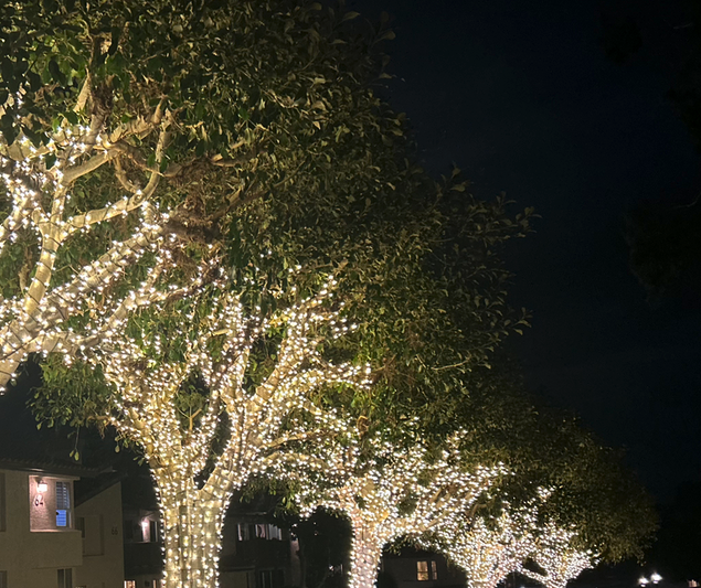A row of trees lit up with small lights for the holiday