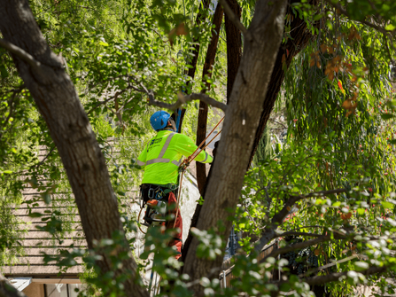 A worker trimming a tree