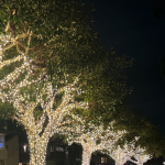 A row of trees lit up with small lights for the holiday