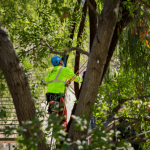 A worker trimming a tree